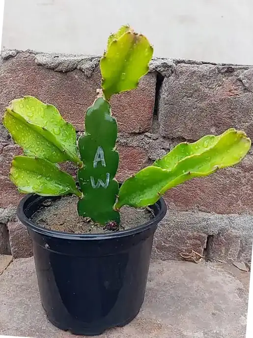 Alice White Dragon Fruit Plant