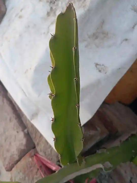 Local Red Dragon Fruit Plant