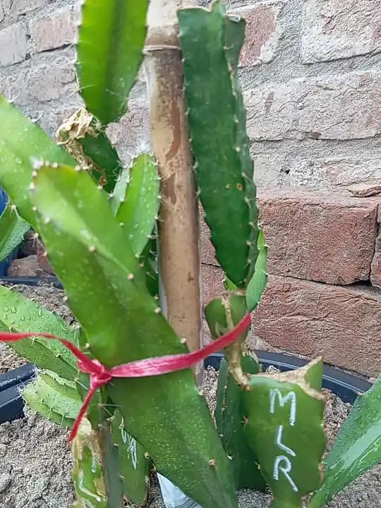 Malaysian-Red-Dragon-Fruit-My-Nursery-pk