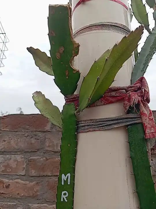 Moroccan Red Dragon Fruit