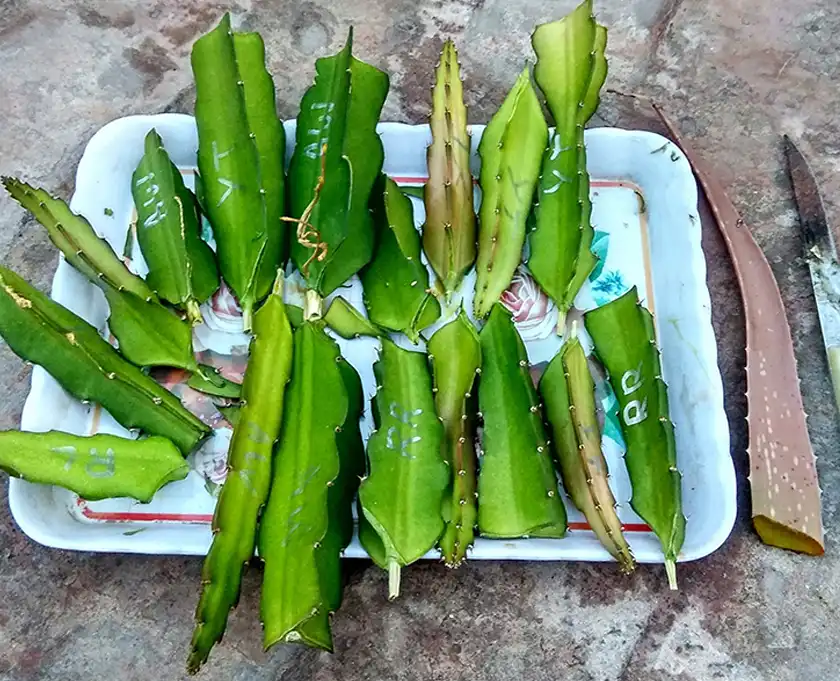 Grow Dragon Fruit